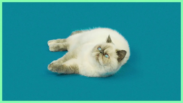 Video Reference N2: Cat, Small to medium-sized cats, Felidae, Carnivore, Organism, Persian, Fur, Ragdoll, Himalayan, Kitten, Green, Animal, Indoor, Laying, White, Sitting, Lying, Blue, Large, Water, Eyes, Bed, Purple, Text, Mammal, Domestic cat, Colored