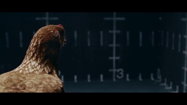 Реклама мерседес с курицей. Mercedes Chicken. Мерседес реклама с курицей первое видео. Видео с курочкой ол зе щит.