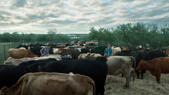 Video Reference N1: Bovine, Herd, Mammal, Dairy cow, Livestock, Cow-goat family, Pasture, Rural area, Herding, Grazing