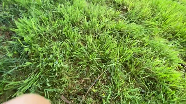 Video Reference N1: Grass, Plant, Lawn, Grass family, Groundcover, Herb, Flower, Soil, Terrestrial plant, Plant community