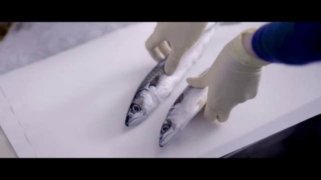 Video Reference N1: Fish, Fish, Hand
