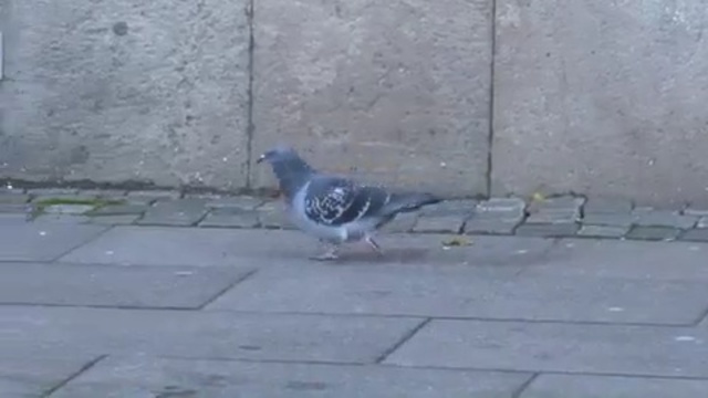 Video Reference N12: bird, pigeons and doves, fauna, beak, road surface, tail, asphalt, wing