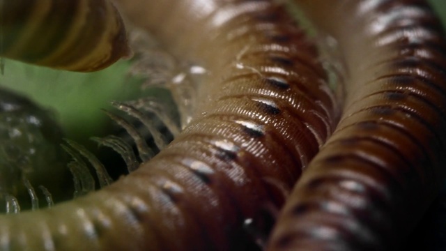 Video Reference N1: millipedes, Close-up, Insect, Organism, Invertebrate, Macro photography, Isopod