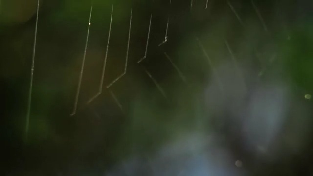 Video Reference N6: Green, Nature, Water, Spider web, Natural environment, Sky, Atmospheric phenomenon, Grass, Atmosphere, Macro photography