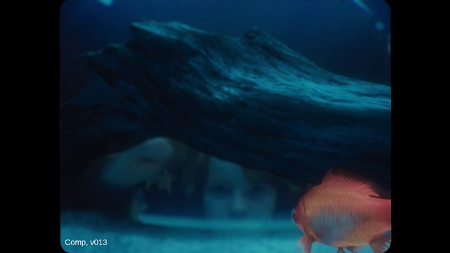 Video Reference N2: Underwater, Marine biology, Organism, Fish, Sea, Electric blue, Fish