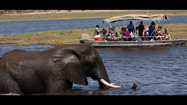 Video Reference N2: elephants and mammoths, elephant, wildlife, indian elephant, african elephant, terrestrial animal, safari, mahout, tusk, national park, Person
