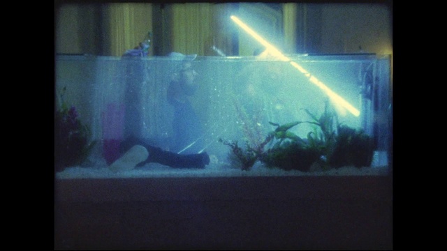 Video Reference N2: Freshwater aquarium, Aquarium, Organism, Aquarium lighting, Fish, Aquarium decor, Glass, Fish
