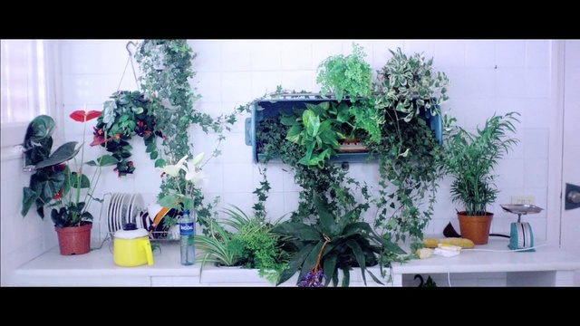 Video Reference N0: plant, flora, flower, flowerpot, floristry, houseplant, herb, flower arranging, floral design, window, Person