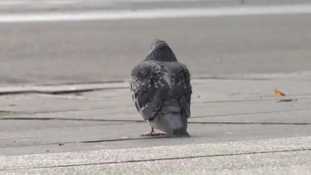 Video Reference N3: bird, pigeons and doves, fauna, beak, asphalt, Person