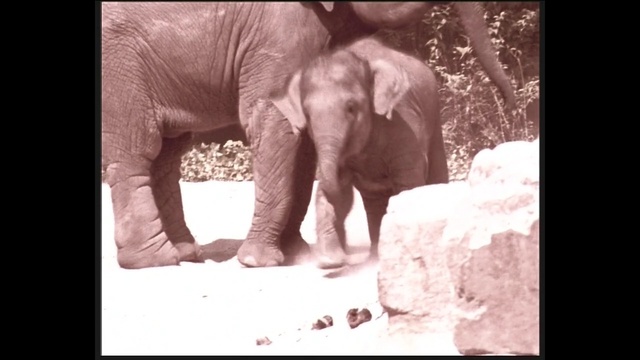 Video Reference N0: elephant, elephants and mammoths, fauna, indian elephant, mammal, vertebrate, african elephant, wildlife, organism, terrestrial animal, Person
