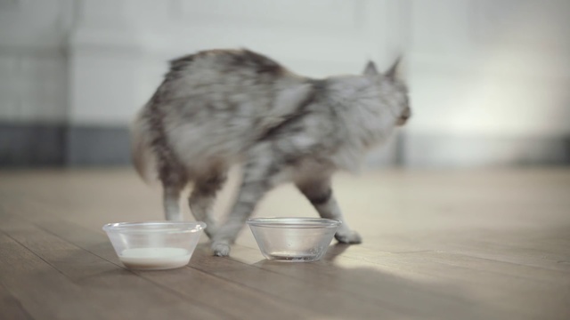 Video Reference N2: Cat, Carnivore, Felidae, Wildlife, Canidae, Tail, Fur, Whiskers, Person, Indoor, Table, Food, Sitting, Grey, Gray, Bowl, Looking, Standing, Front, Coffee, Small, White, Kitchen, Counter, Dog, Wooden, Plate, Eating, Water, Blurry, Perched, Room, Floor, Animal, Kitten, Mammal, Domestic cat
