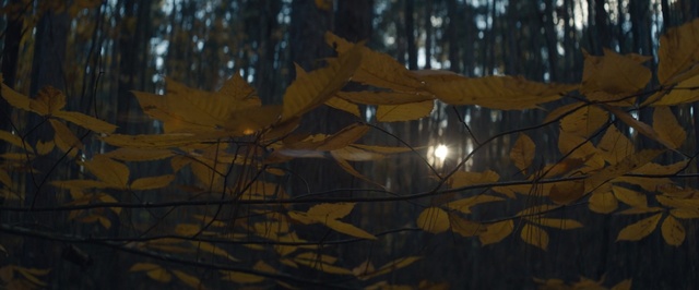 Video Reference N1: Nature, Light, Tree, Branch, Leaf, Atmospheric phenomenon, Morning, Sunlight, Twig, Night
