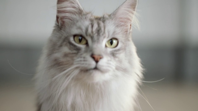 Video Reference N6: Cat, Mammal, Vertebrate, Small to medium-sized cats, Whiskers, Felidae, Domestic long-haired cat, Carnivore, Asian semi-longhair, British semi-longhair, Animal, Indoor, Gray, Looking, Sitting, Camera, White, Grey, Front, Standing, Staring, Face, Eyes, Close, Green, Mirror, Room, Computer, Laying, Domestic cat, Kitten, Feline, Kitty, Distance