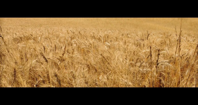 Video Reference N0: Barley, Field, Grain, Rye, Malt, Agriculture, Plant, Crop, Food grain, Grass family
