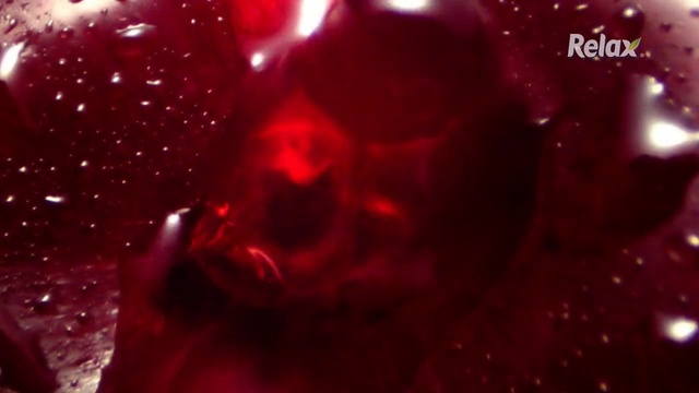 Video Reference N9: Red, Light, Automotive lighting, Pink, Close-up, Macro photography, Magenta, Photography