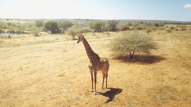 Video Reference N0: Giraffe, Terrestrial animal, Giraffidae, Wildlife, Savanna, Adaptation, Ecoregion, Safari, Neck, Plain, Person