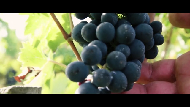 Video Reference N7: Grape, Flowering plant, Fruit, Plant, Seedless fruit, Grapevine family, Blueberry, Vitis, Berry, Food