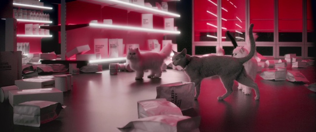 Video Reference N3: Cat, Pink, Felidae, Small to medium-sized cats, Snapshot, Kitten, Carnivore, Room, Tail, Magenta