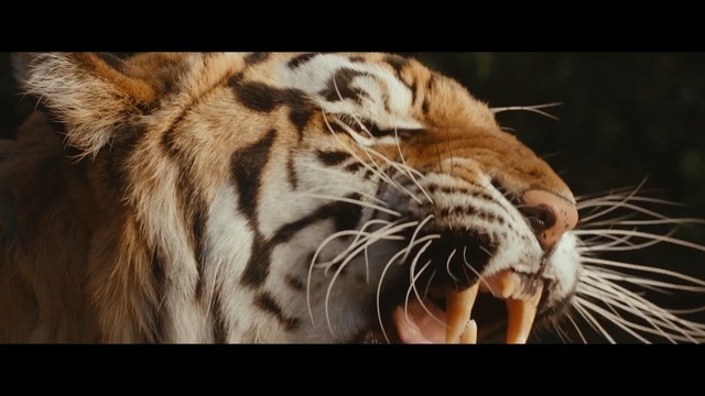 Video Reference N0: wildlife, tiger, mammal, fauna, whiskers, terrestrial animal, big cats, snout, organism, roar