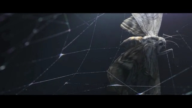 Video Reference N4: spider web, arachnid, invertebrate, darkness, spider, atmosphere, sky, arthropod, organism, screenshot