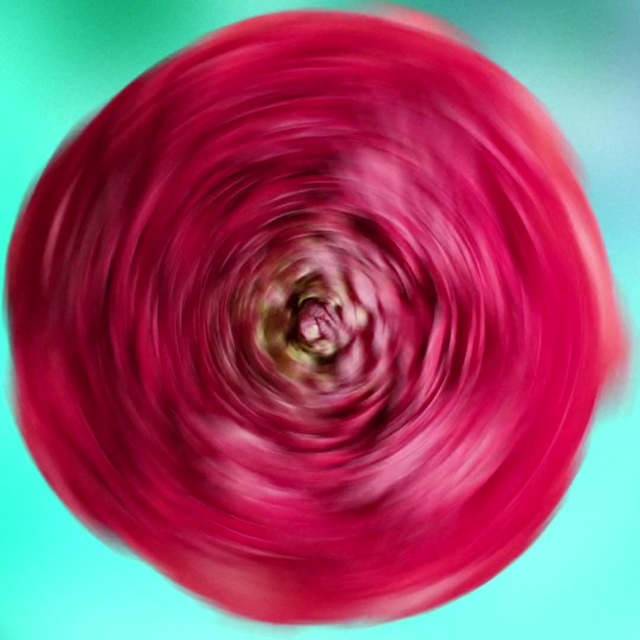 Video Reference N4: Pink, Magenta, Red, Circle, Plant, Glass, Bowl, Violet, Colorfulness