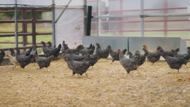 Video Reference N2: Vertebrate, Chicken, Bird, Galliformes, Poultry, Beak, Fowl, Rooster, Livestock, Comb