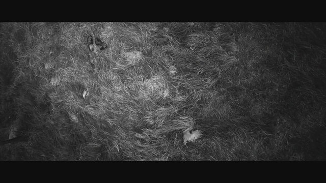 Video Reference N1: Black, Black-and-white, Monochrome photography, Darkness, Organism, Photography, Monochrome, Stock photography, Space