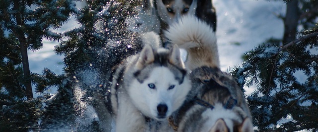 Video Reference N1: Mammal, Dog, Vertebrate, Siberian husky, Canidae, Greenland dog, Sakhalin husky, Alaskan malamute, Canadian eskimo dog, Sled dog, Person