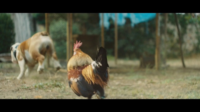 Video Reference N0: Vertebrate, Chicken, Rooster, Bird, Galliformes, Horse, Livestock, Stallion, Fowl, Poultry