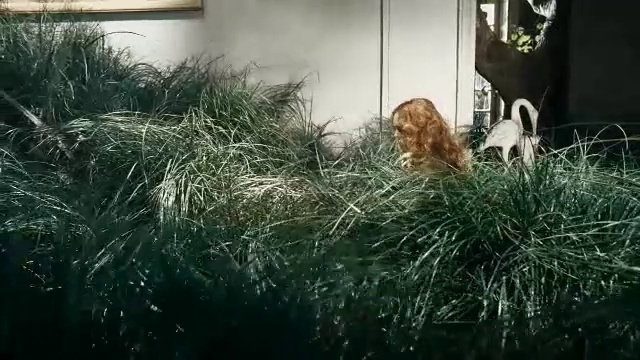Video Reference N2: Grass, Grass family, Felidae, Plant, Sporting Group, English cocker spaniel, Canidae, Carnivore, Cat