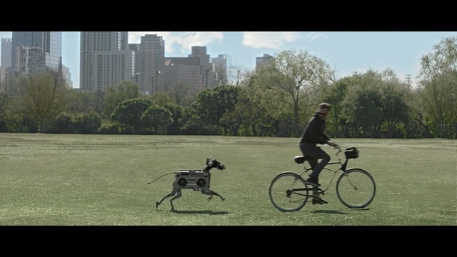 Video Reference N4: Bicycle, Vehicle, Cycling, Dog, Canidae, Recreation, Sports, Sports equipment, Carnivore, Cycle sport, Person