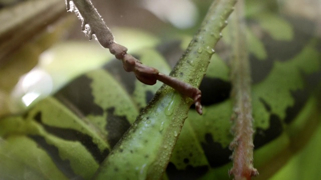 Video Reference N0: Plant stem, Branch, Leaf, Plant, Organism, Insect, Adaptation, Macro photography, Pest, Twig