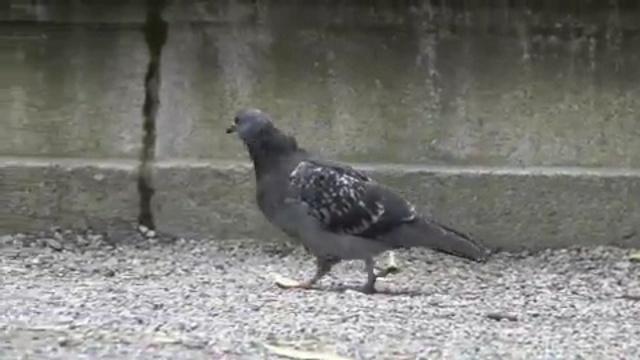 Video Reference N16: bird, fauna, beak, pigeons and doves, crow, stock dove, falcon, Person