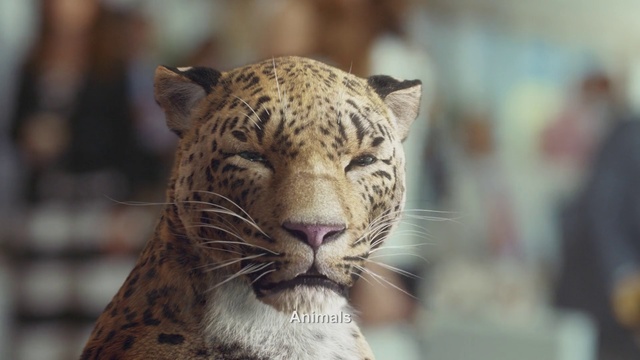 Video Reference N0: Terrestrial animal, Mammal, Wildlife, Vertebrate, Whiskers, Felidae, Leopard, Snout, Big cats, Carnivore
