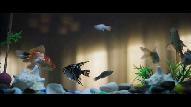 Video Reference N1: Aquarium, Freshwater aquarium, Fish, Organism, Aquarium decor, Aquatic plant, Plant, Animation, Marine biology, Vessel, Indoor, Vase, Thing, Flower, Table, Photo, Small, Glass, Different, Bird, White, Filled, Colorful, Bowl, Living, Mirror, Cake, Hanging, Clear, Large, Water, Group, Holding, Display, Room, Standing, Blue, Man, Animal, Fishbowl, Salamander, Reef