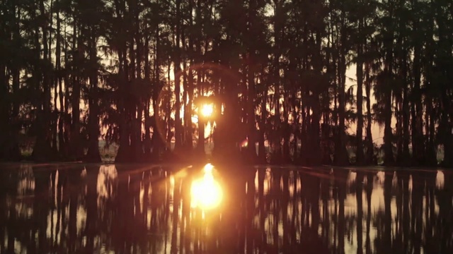 Video Reference N4: Nature, Reflection, Sunlight, Water, Tree, Light, Natural environment, Natural landscape, Morning, Bayou