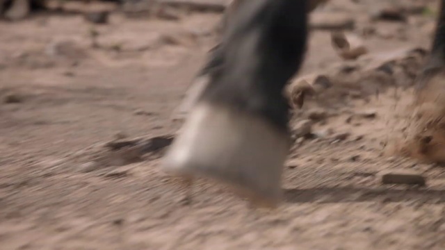 Video Reference N1: Sand, Soil, Wildlife, Tail
