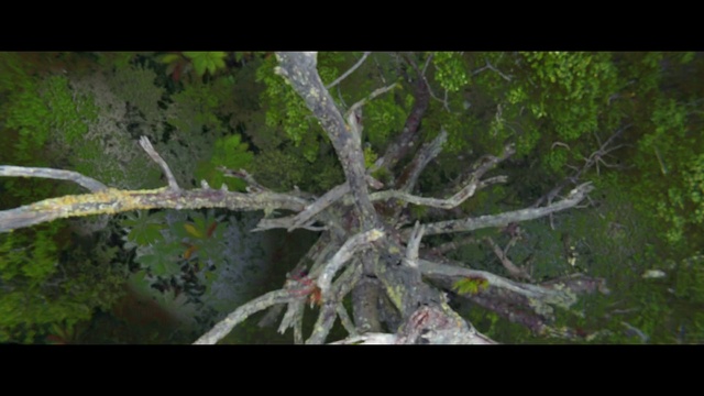 Video Reference N1: Tree, Nature, Branch, Vegetation, Natural environment, Plant, Forest, Woody plant, Wilderness, Leaf