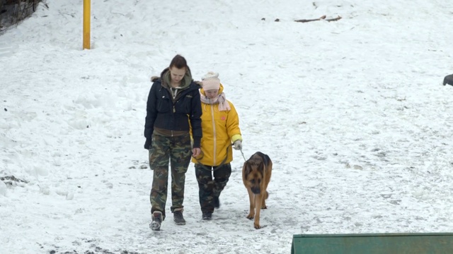 Video Reference N4: Snow, Dog, Canidae, Winter, Fun, Vacation, Sporting Group, Dog walking, Dog breed, Recreation