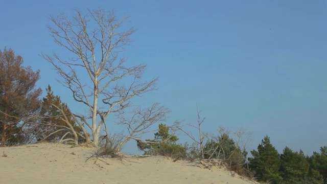 Video Reference N8: Tree, Vegetation, Sand, Plant, Woody plant, Sky, Landscape, Dune, Blowout, Branch