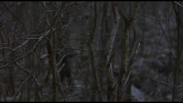 Video Reference N2: Nature, Branch, Tree, Wildlife, Natural environment, Forest, Woodland, Twig, Darkness, Biome