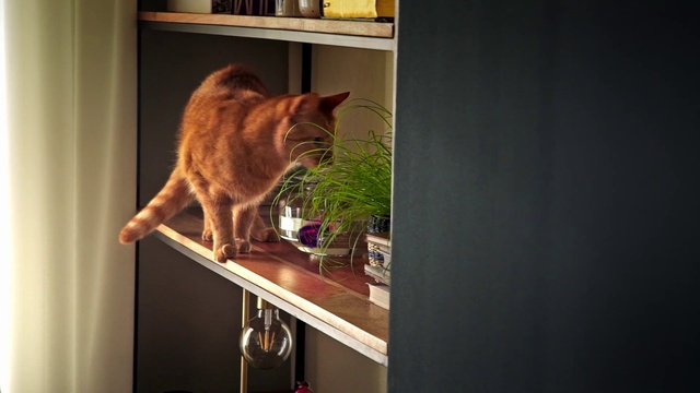 Video Reference N18: Cat, Shelf, Felidae, Small to medium-sized cats, Shelving, Whiskers, Carnivore, Window, Furniture, Domestic short-haired cat