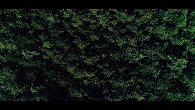 Video Reference N9: Green, Nature, Black, Vegetation, Leaf, Grass, Natural environment, Tree, Plant, Biome