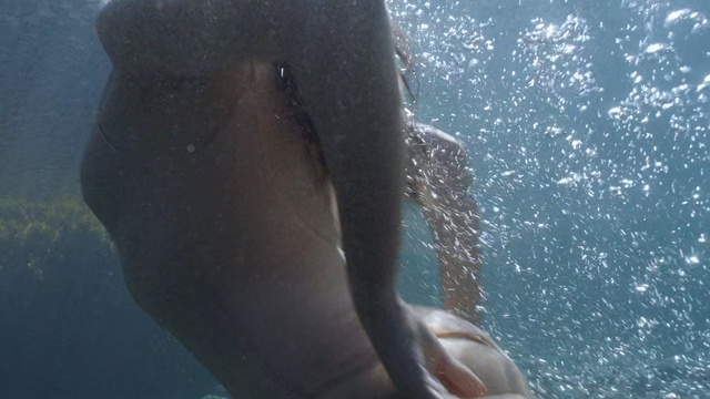 Video Reference N1: Water, Underwater, Marine mammal, Organism, Marine biology, Cetacea