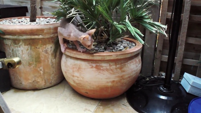 Video Reference N3: plant, flowerpot, cookware and bakeware, ceramic, pottery, houseplant