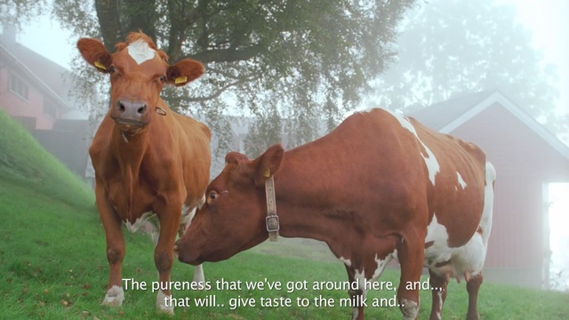 Video Reference N1: cattle like mammal, dairy cow, pasture, fauna, horn, grass, cow goat family, livestock, ox, calf, Person