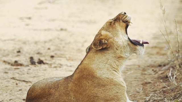 Video Reference N2: Vertebrate, Mammal, Wildlife, Snout, Adaptation, Carnivore, Lion, Fawn, Dog breed, Seal, Person
