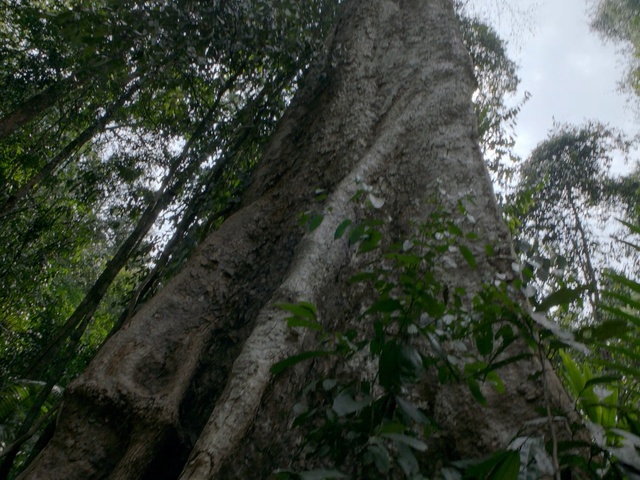 Video Reference N1: Tree, Vegetation, Jungle, Natural environment, Forest, Old-growth forest, Trunk, Rainforest, Nature reserve, Plant