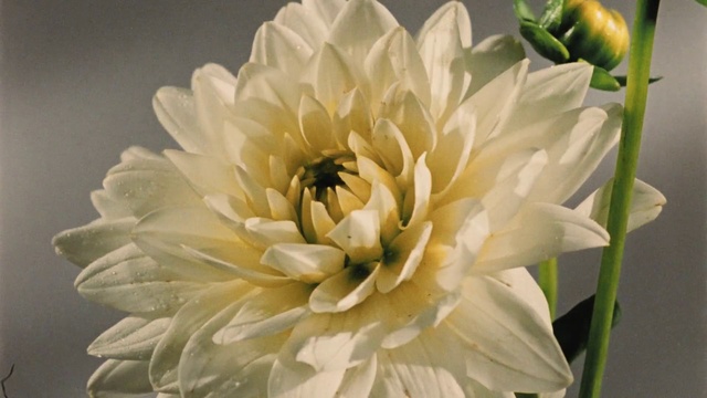 Video Reference N2: Flower, Flowering plant, Petal, White, Plant, Dahlia, Botany, Still life photography, Cut flowers, Still life