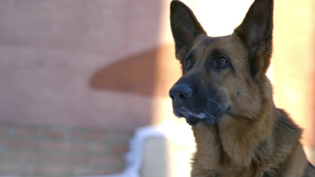 Video Reference N1: Dog, Mammal, Vertebrate, Dog breed, Canidae, German shepherd dog, Old german shepherd dog, Snout, Carnivore, Belgian shepherd